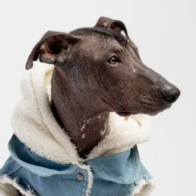 👖 Justin Denim Dog Jacket – Distressed Jean Jacket with Sherpa Lining & Hood