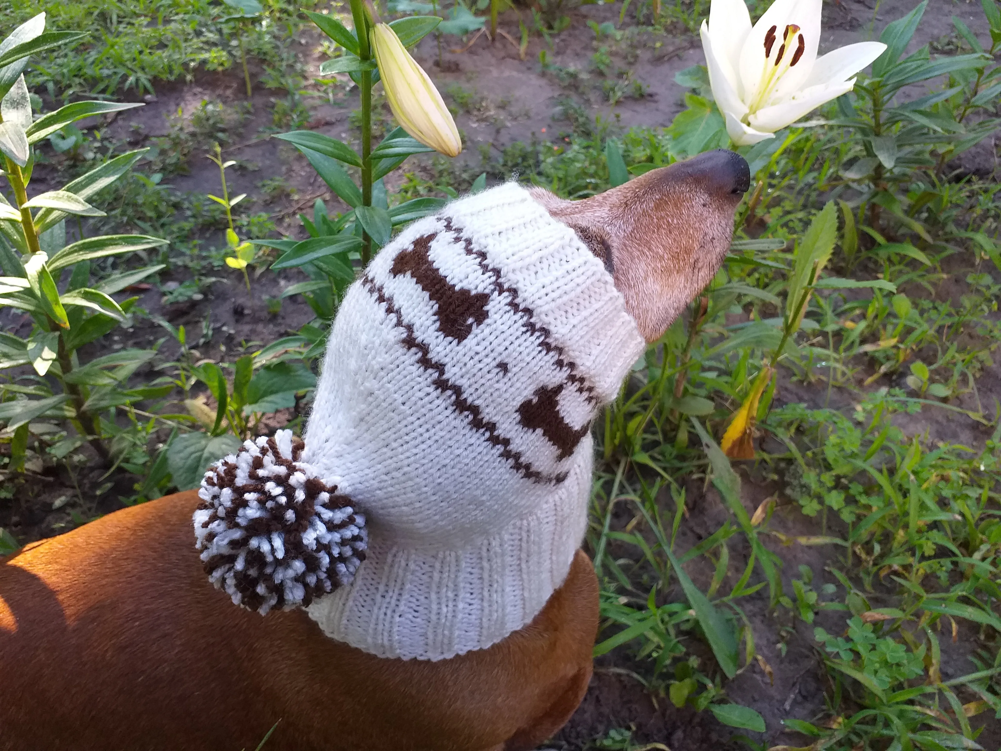 Clothing for dog hat with bones