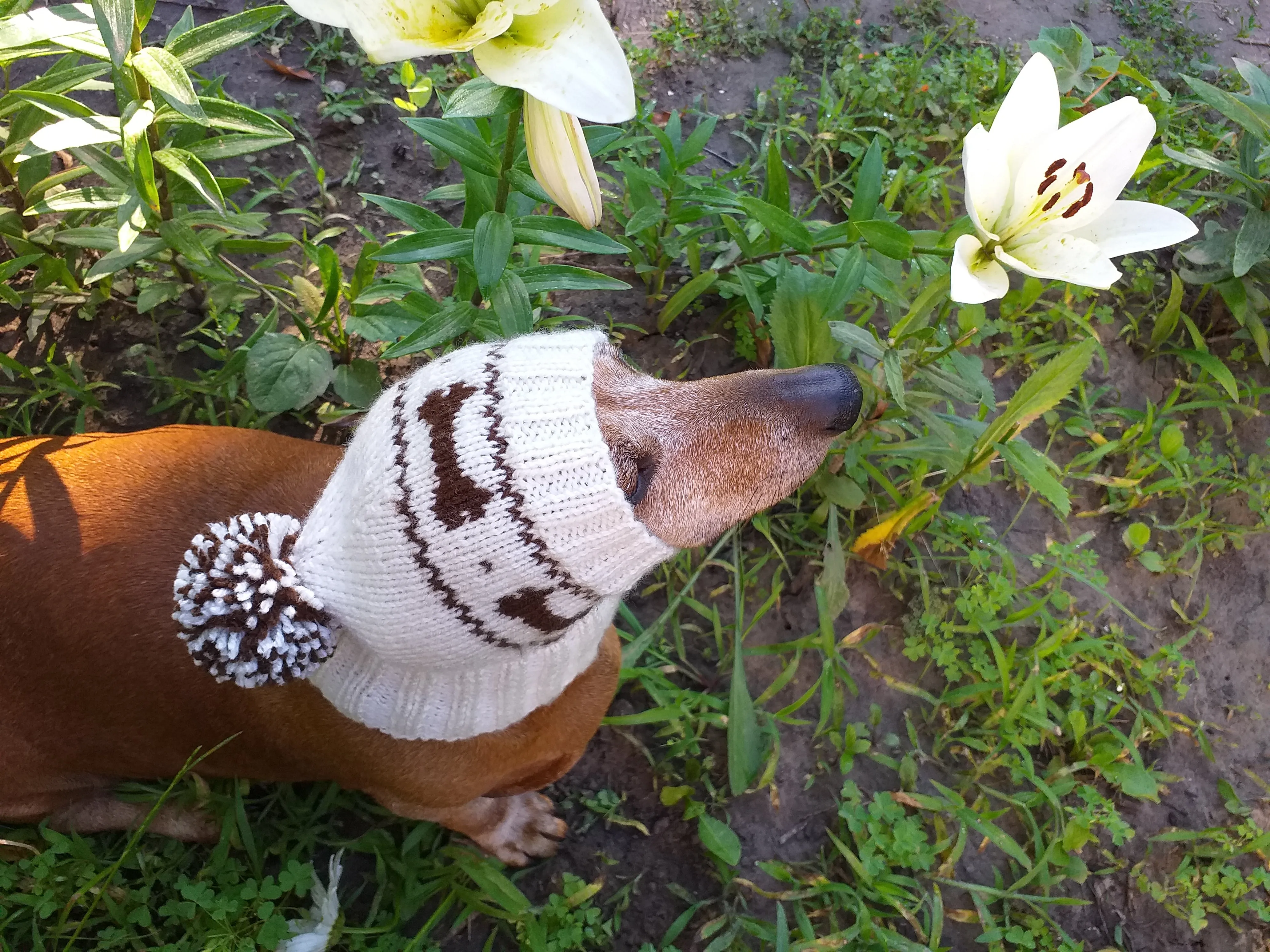 Clothing for dog hat with bones