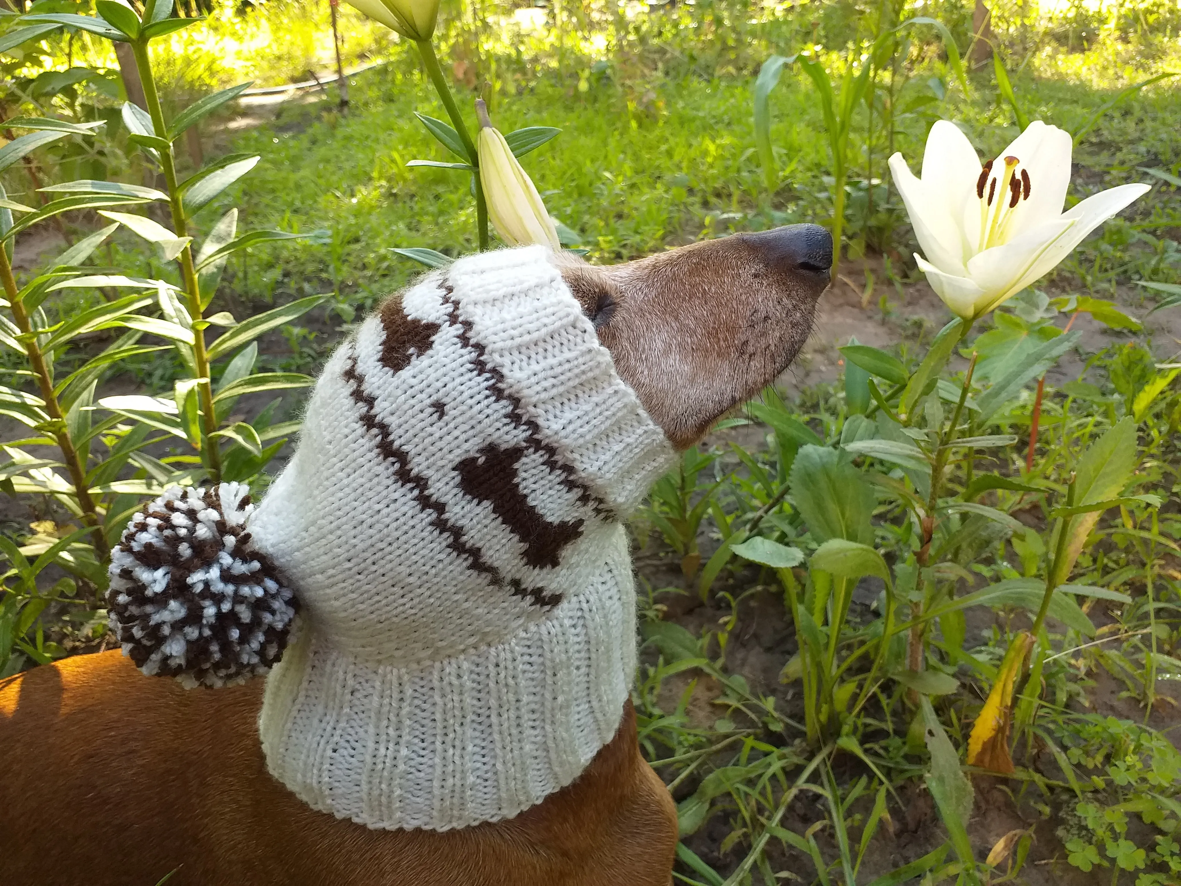 Clothing for dog hat with bones