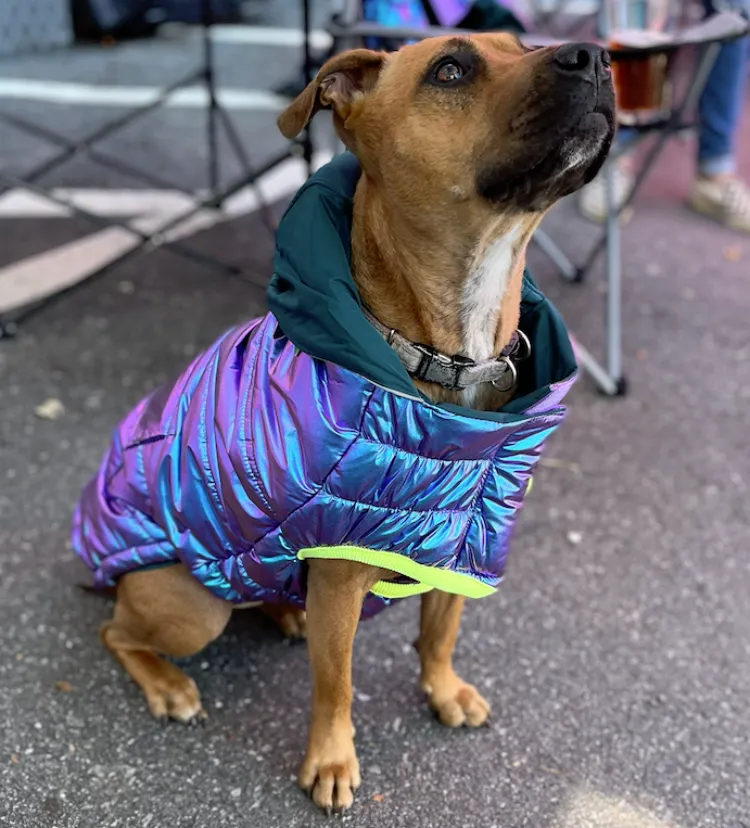 Recycled Reversible Iridescent Puffer